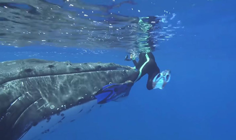 Wal rettet Taucher vor Hai