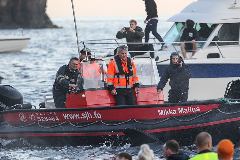 Boot der Firma S.J.H COMMERCIAL DIVERS involviert im Delfinmassker
