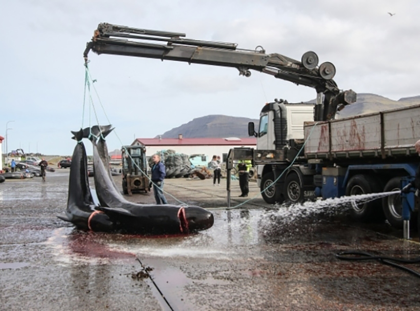 Zwei der ermordeten 21 Pilotwale werden mit dem Kran auf einen Lastwagen geladen - Zur Entsorgung im Meer?