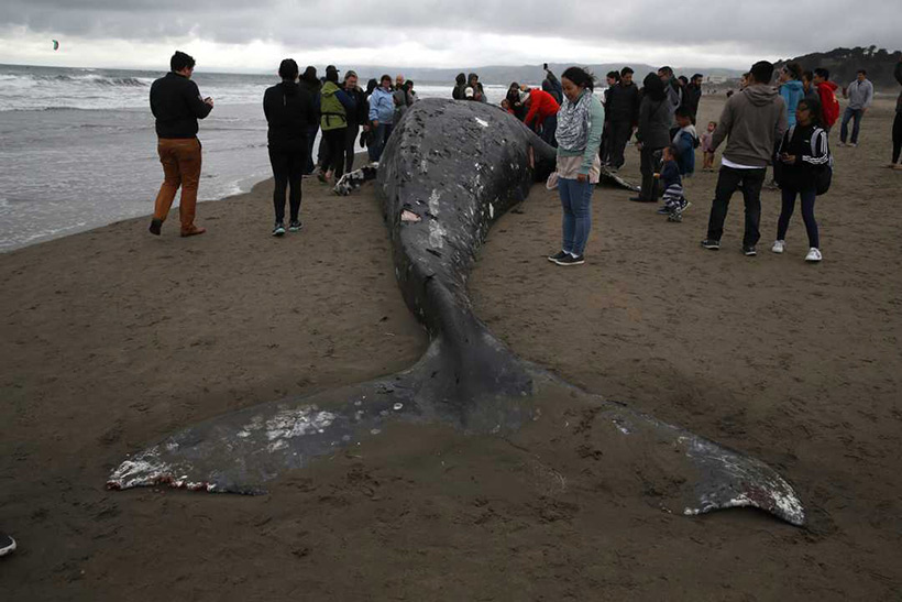 Menschen betrachten einen gestrandeten, toten Grauwal am Strand von San Francisco, California