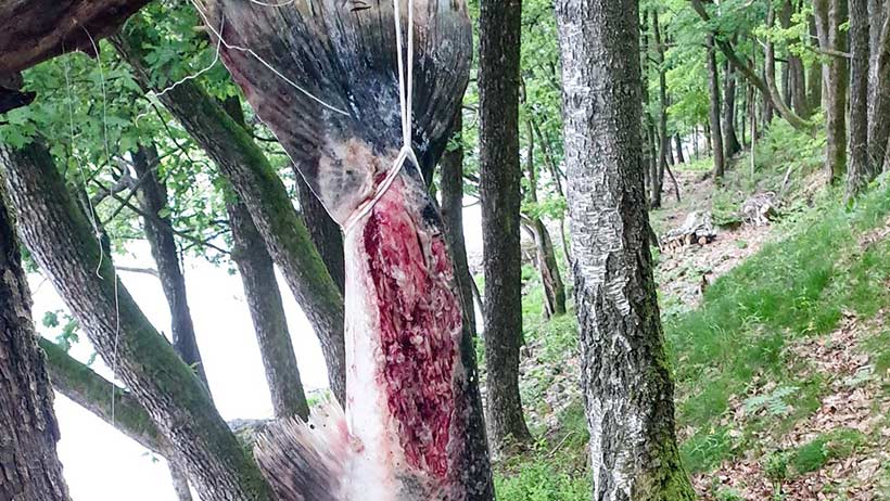 Anfangs Juni in einem Fluss in Südnorwegen gefangener Wildlachs mit der gleichen rätselhäften Infektion, einseitig längs dem Schwanzstiel entlang