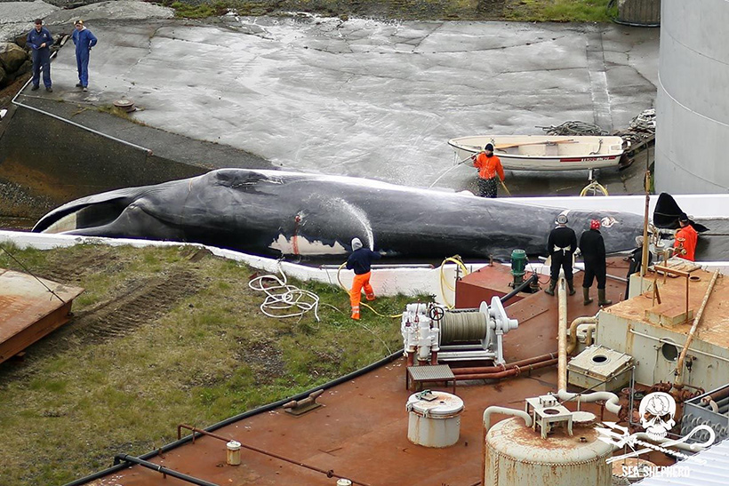 Von Hvalur hf illegal getöteter geschützter Blauwal in Island