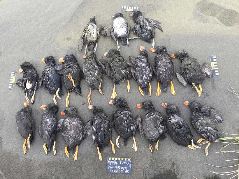 Angeschwemmte tote pazifische Papageitaucher, Mai 2019 - alle verhungert