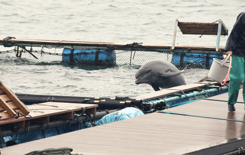 Käfig mit entführten Delfinen in Taiji - Perverse Menschen aus der ganzen Welt sind schon mit diesen traumatisierten Delfinen in den Käfigen geschwommen