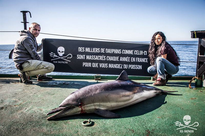 Sea Shepherds Kampagne Operation Dolphin ByCatch, nachdem tausende von in Fischernetzen getötete Delfine am Strand in Frankreich entdeckt wurden