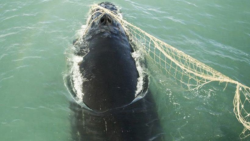 Einer von vielen  Walen jährlich verfängt sich in einem Fischernetzt das im Meer zurückgelassen wurde, viele Wale ertrinken qualvoll