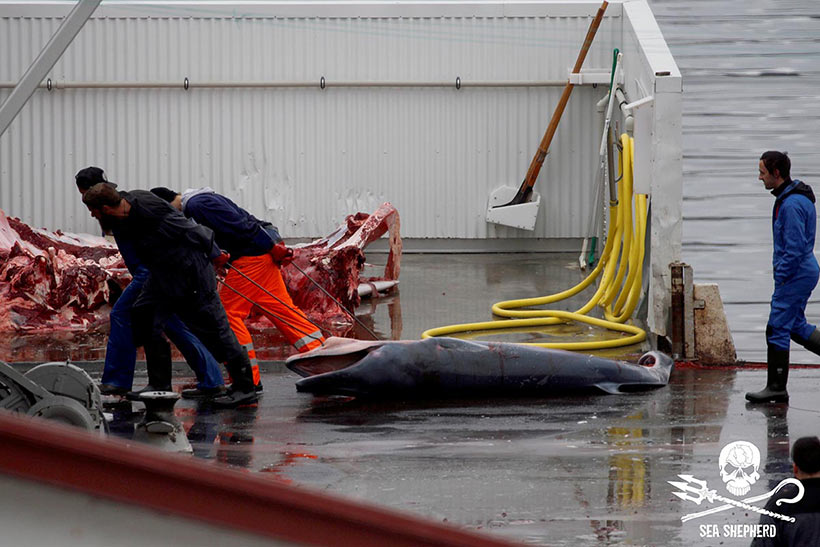 Bild von Sea Shepherd, Oktober 2018: Isländische Walmörder ziehen einen Finnwal Fötus aus dem Körper seiner getöteten Mutter und schleppen ihn in den Abfall
