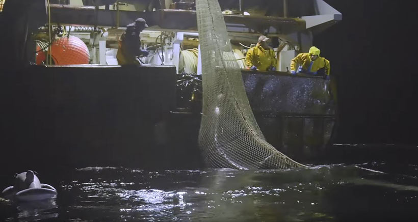 Sea Shepherd filmte während ihrer Kampagne Operation Dolphin ByCatch, wie französchische Fischer einen seltenen und stark bedrohten Riesenmaulhai finge