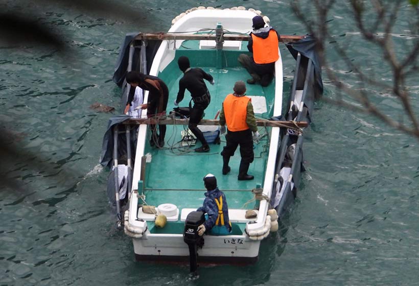 Breitschnabel DelfinVier gestohlene Delfinkinder werden von den Killern in die Gefangenen-Käfige transportiertstigt in der Bucht hinter dem Netz nach der unmenschlichen Treibjagd