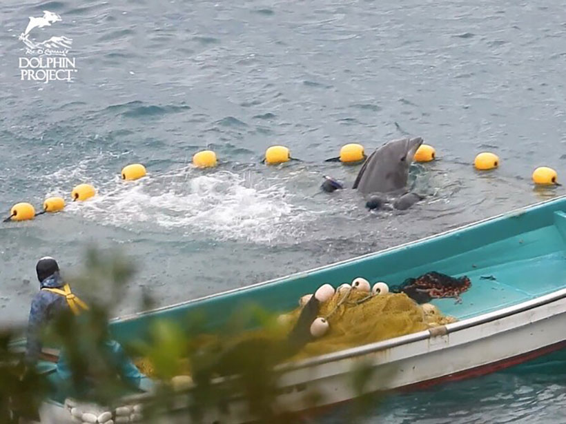 Zwei Taucher halten einen Delfin fest, der vor dem Netz kein Ausweg findet und in Panik gerät