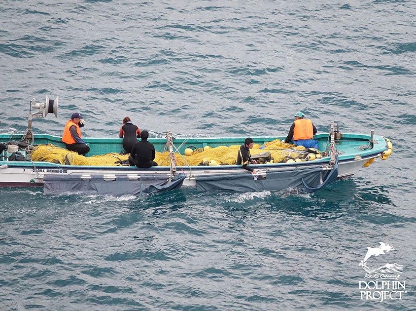 Weitere vier gestohlene Delfinkinder werden mit dem Boot in die Gefängnisse in den Hafen von Taiji geschleppt