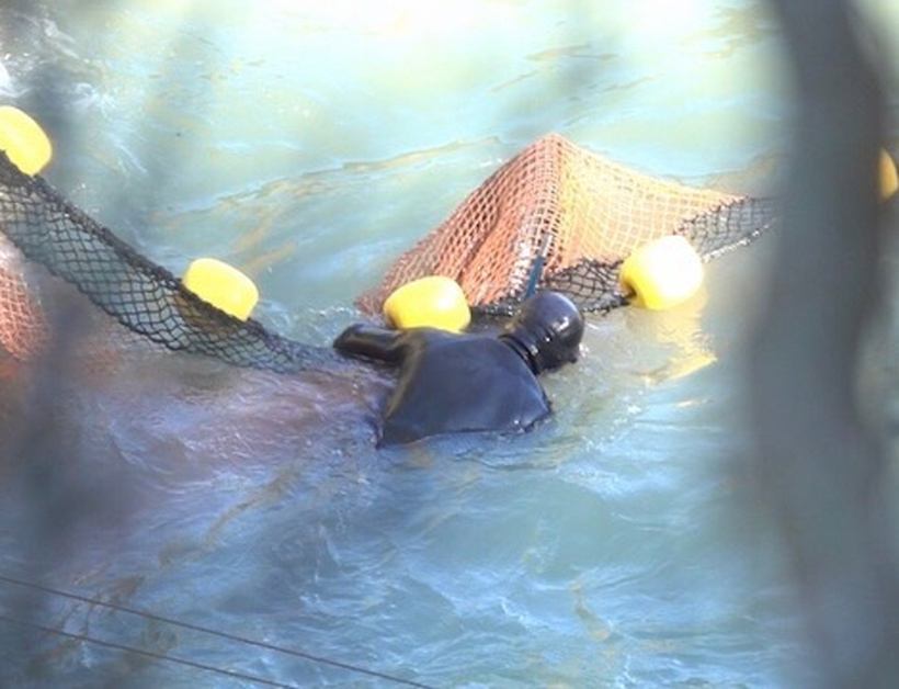 In Panik geratener Breitschnabeldelfin bleibt im Netz stecken