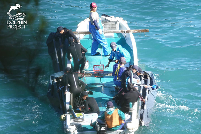 Entführte Delfinkinder werden in die Gefangenschaft verschleppt - Grosser Zahltag für die Delfinmafia aus Taiji