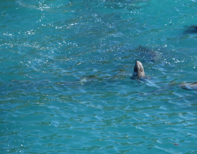 Breitschnabeldelfin in der Bucht, total verängstigt und verzweifelt während des Terrors mit Bootsmotoren vor der Bucht