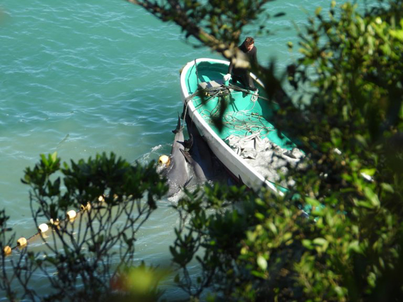 Mehrere sanfte, intelligente Meeressäuger, brutal ermordet nach der gewaltsamen Folter in der Bucht von Taiji Japan