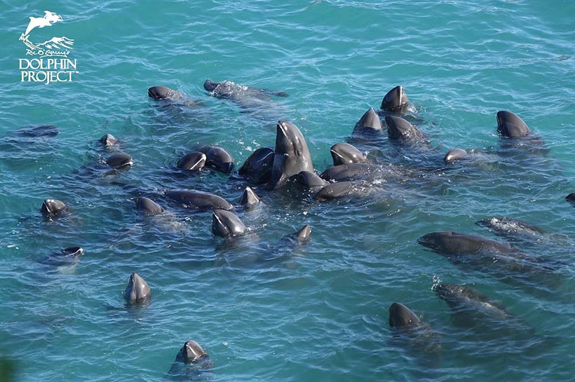 Breitschnabel Delfinfamilie in die Bucht getrieben