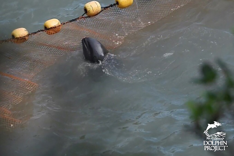 Ein Breitschnabeldelfin Kind versucht vergebens und verzweifelt durch das Netz den brutalen Monstern zu entkommen