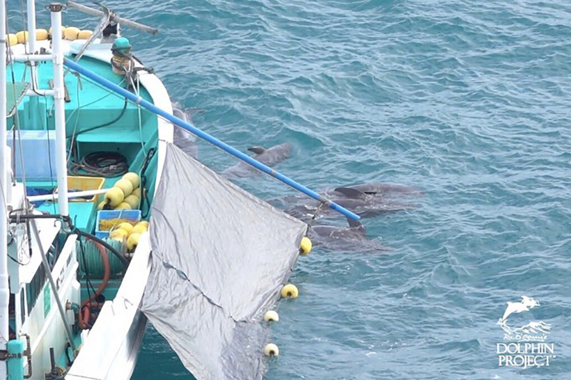 Die Delfinleichen werden von einem Jagdschiff ins Metzgerhaus zur Verarbeitung des toxischen Fleisches geschleppt