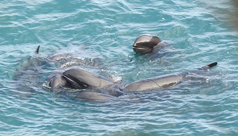 Breitschnabel Delfinfamilie veränstigt in der Bucht hinter dem Netz nach der unmenschlichen Treibjagd