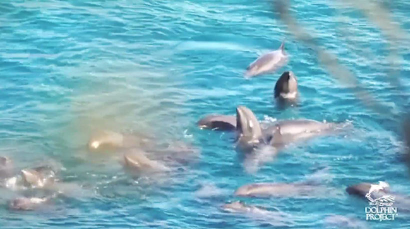 Breitschnabel Delfinfamilie in Angst und Panik kurz vor dem Massenmord an ihnen in Taiji Japan