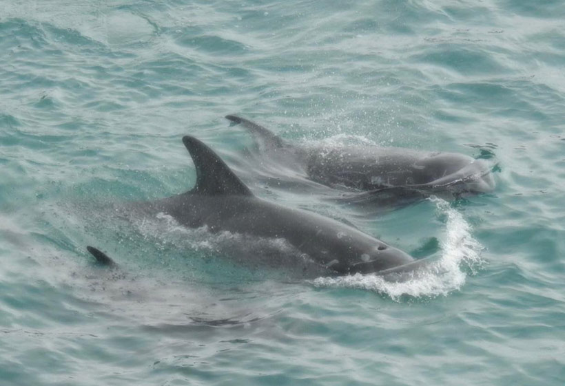 Die Risso's Delfine schwimmen in ihrem letzter Moment zusammen gefangen in der Bucht, bevor ihnen die Wirbelsäule zertrümmert wurde