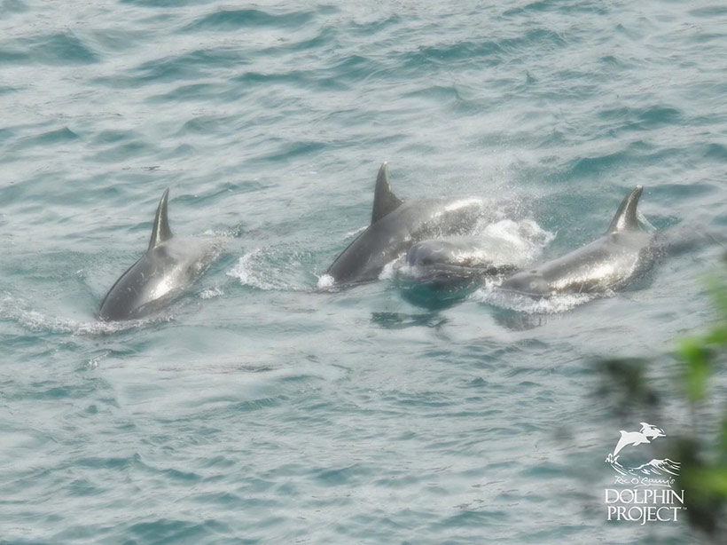 Diese Vier Risso's Delfine wBild: Diese vier Risso's Delfine wurden heute in Taiji Japan zu Tode gefoltertltert