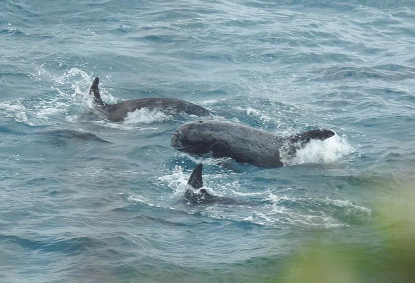 Sechs Risso's Delfine während der mehrstündigen, brutalen Treibjagd kurz vor dem Eingang zur Mörderbucht in Taiji