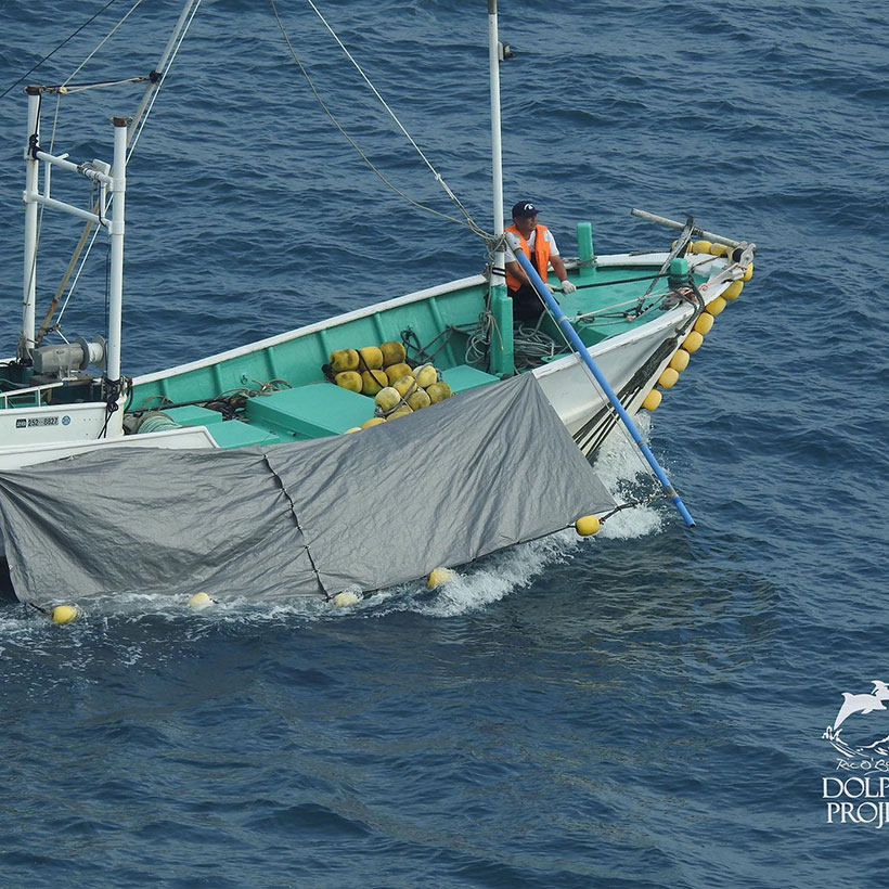 Die sechst ermordeten Risso's Delfine werden von einem Jagdschiff zum Metzgerhaus gezogen