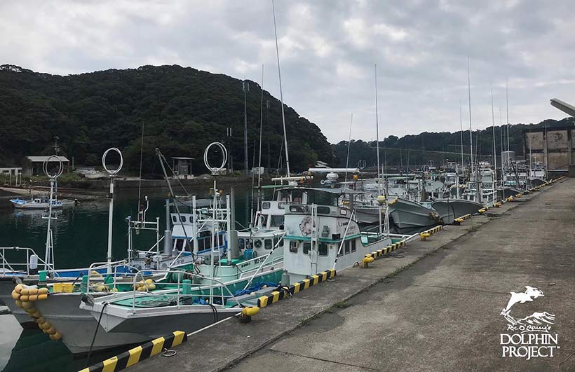 12 Jagdschiffe nach der ersten erfolglosen Treibjagd angedockt im Hafen von Taiji