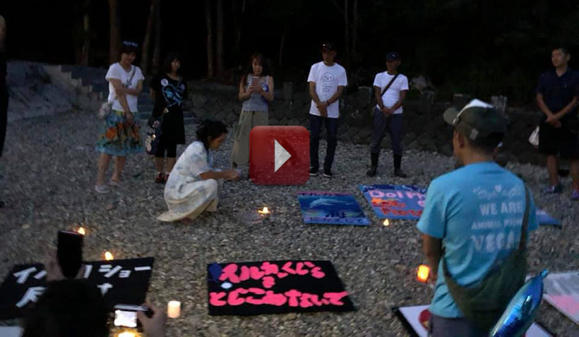 Gefangene Delfinkinder - Enführt in Taiji Japan, leiden in den Behälter um dich zu unterhalten