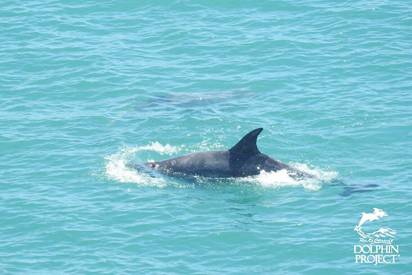 Risso's Delfine in ihrem letzten Moment in der Buch