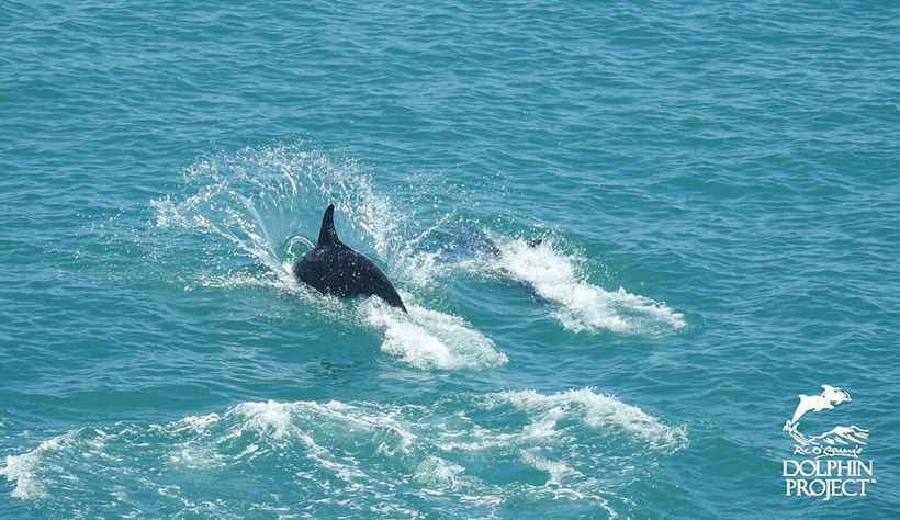 Verängstigter Risso Delfin versucht in Panik die Flucht vor den Killern