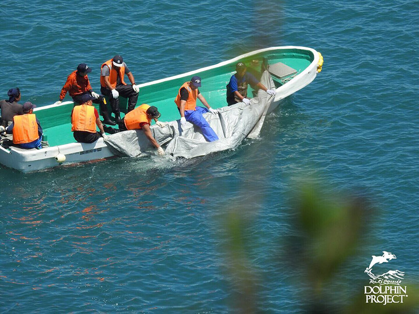 Ermordete Risso's Delfine beim Abtransport ins Schlachthaus