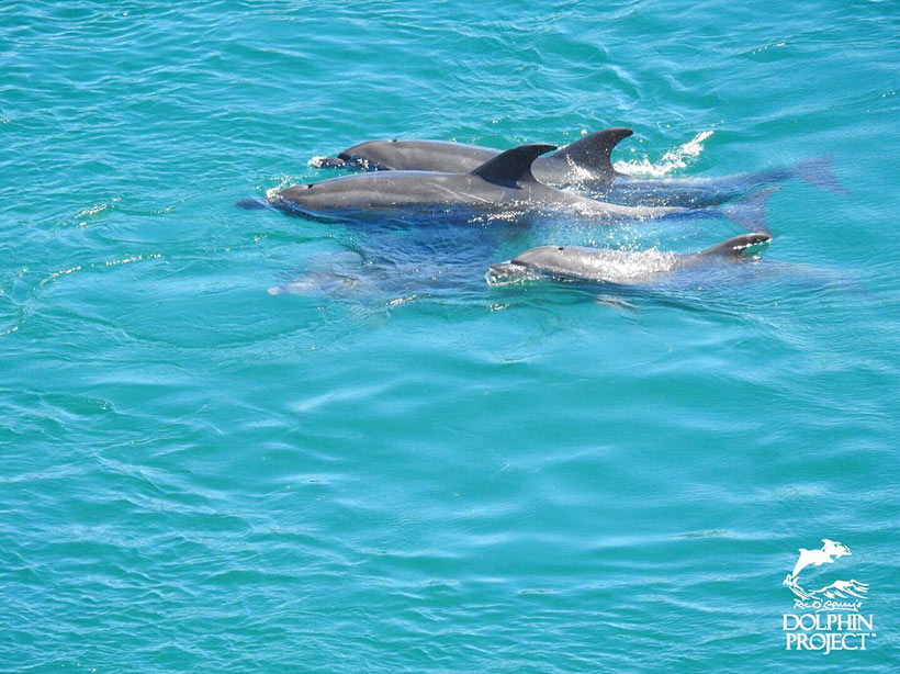 Die erschöpften, verängstigten Delfin-Teenager schwimmen aneinander gedrängt nach stundenlangen grausamen Treibjagd im Netz vor der Bucht - Kurz danach wurden sie nochmals mit Bootsmotoren unter die Planen in die Hände der Trainer terrorisiert.