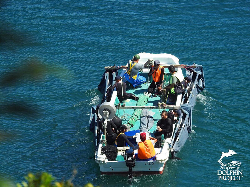 Abtransport von vier entführten Delfin-Teenager in die Gefangenschaft