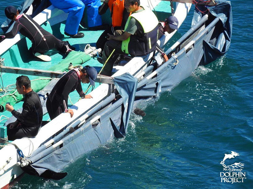Kamera-Zoom auf die entführten Delfin-Teenager - Ihre Schwanzflosse ist während des Abtransports dauerhaft verkramft angehoben, was grösste Angst und Schrecken bedeutet