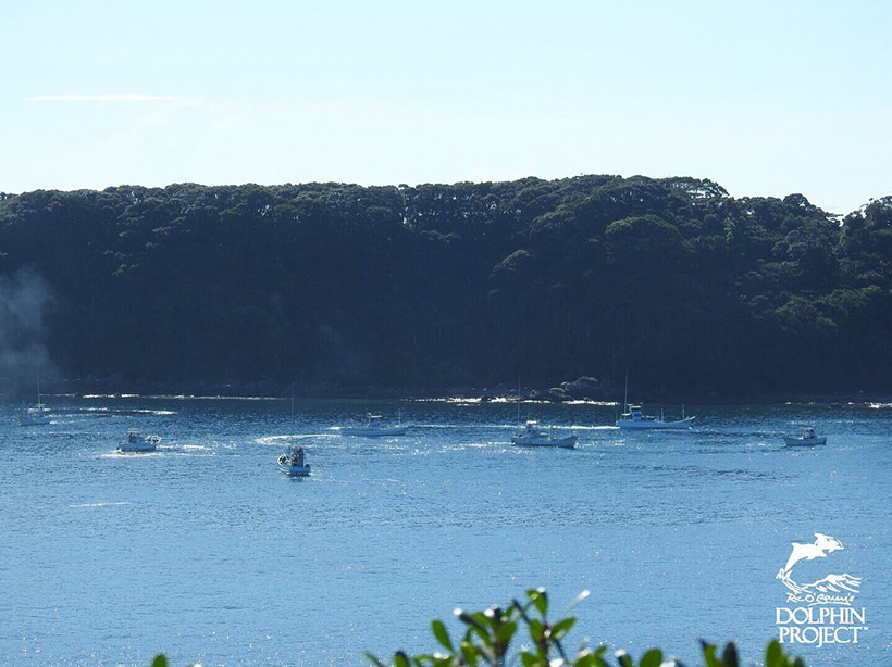 12 Jagdschiffe und dazu gekommene 5 kleinere Boote terrorisieren die sechs Delfin-Teenager vor der Bucht