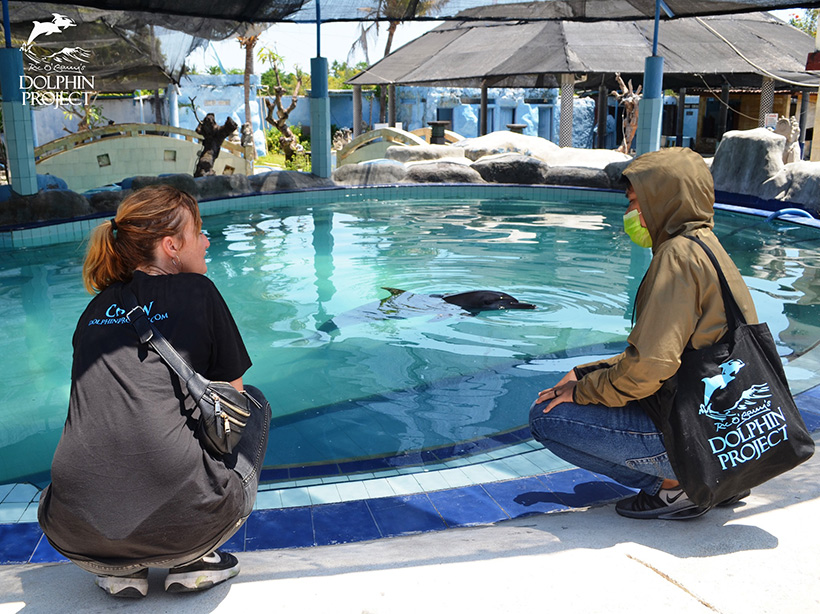Ric O'Barry's Dolphin Project Team versucht die beste Lösung für Delfin Johnny zu finden um ihn aus dieser Hölle heraus zu holen