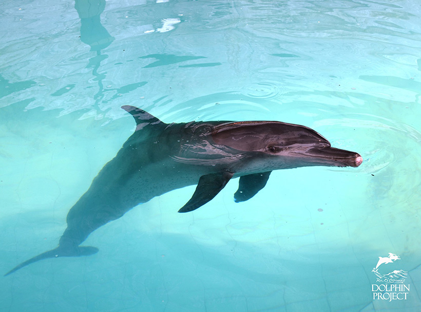 Einsam leidend in einem kleinen Behälter, Delfin Johnny in Gefangenschaft in Bali