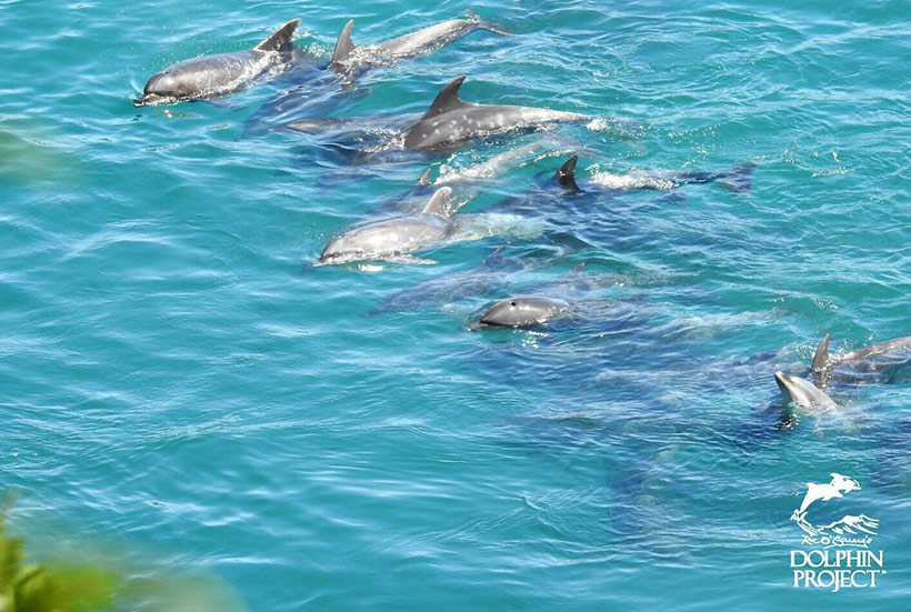 Die Delfinfamilie schwimmt eng zusammen, die Kleinen schauen immer wieder mit dem Kopf aus dem Wasser, sie verstehen nicht geschieht