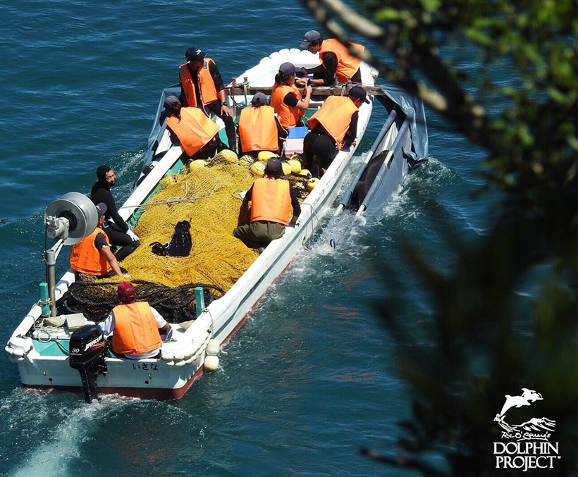 Heute entführte Delfinkinder werden zu den Käfigen im Hafen von Taiji transportiert