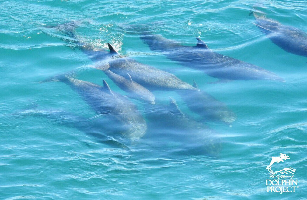 Die Delfinfamilie und die Mutterdelfin mit ihrem kleinen Zögling, gefangen in der Bucht von Taiji
