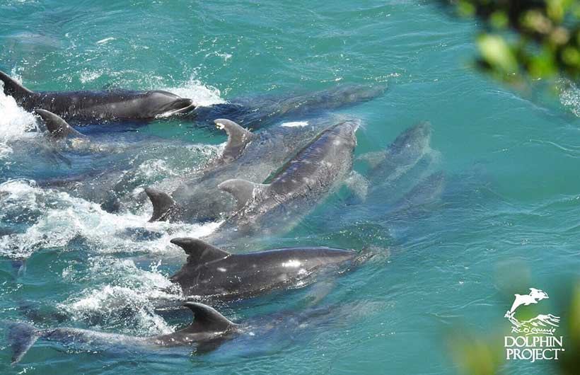 Diese Delfine in Panik und Angst, wurden heute in der Bucht von Taiji Japan unvorstellbar grausam traktiert, misshandelt und den Müttern sieben Kinder gestohlen - Alles aus Profitgier