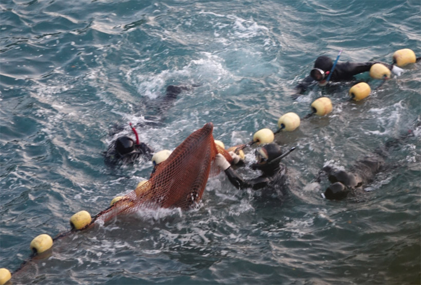 Ein Delfin in Panik geraten verfängt sich während er flüchten will im Netz. Dies passier bei jedem Terror, wenn Delfine in die Bucht getrieben werden. Unzählige Babydelfine und erwachsene Delfine sind in den Netzten wähEin Delfin in Panik geraten verfängt sich während er flüchten will im Netz. Dies passier bei jedem Terror in der Bucht in Taiji, wenn Delfine in die Bucht getrieben werden. Unzählige Babydelfine und erwachsene Delfine sind in den Netzten während den Tortouren ertrunken