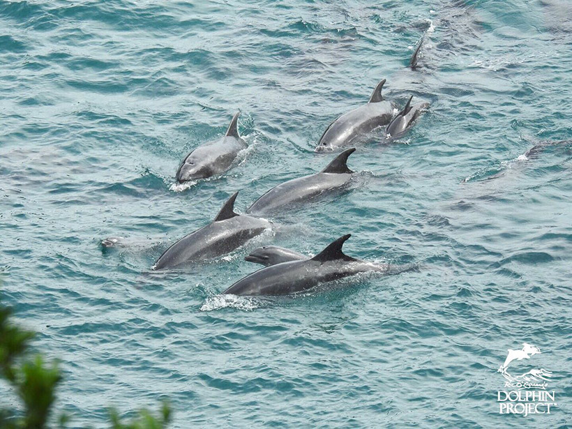 Drei kleine erschöpfte und total verängstigte Delfinbabys schwimmen eng neben ihren Müttern während des heutigen Terrors in der Bucht von Taiji