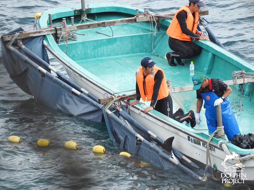 Abtransport mehrerer entführter Delfinkinder in die Gefangenschaft, vor ihren Müttern und Familienmitgliedern vorbeigezogen. Ein Delfinkind links unten blutet