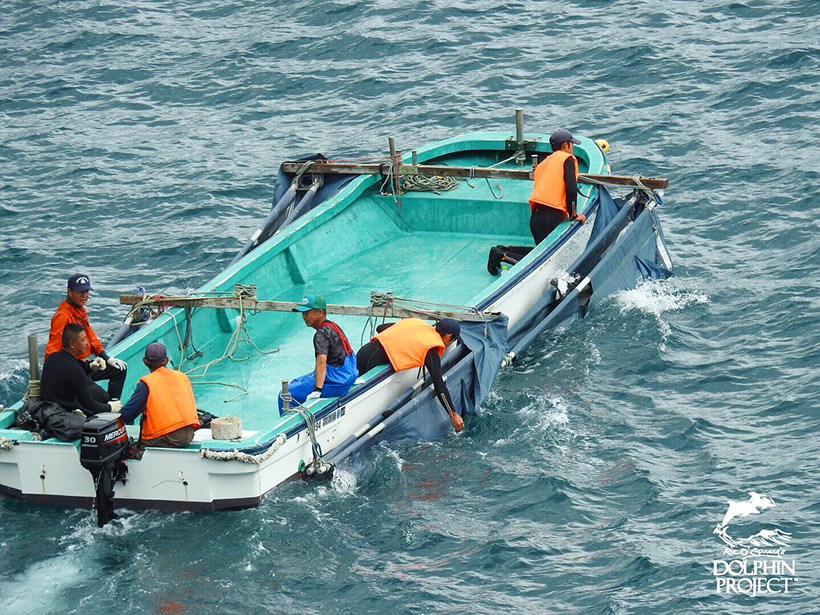 Die letzten vier entführten Delfinkinder werden abtransportiert, kein Trainer auf dem Boot, die der Öffentlichkeit jedes mal vorspielen, als würden sie behutsam mit den entführten Delfinen umgehen.
