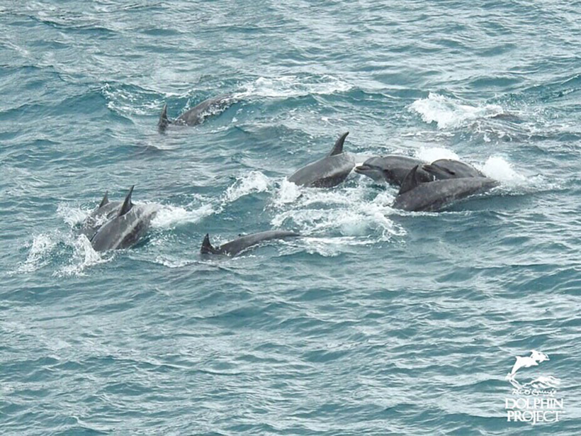 Die Delfinfamile in Panik und Angst vor dem Eingang zur Bucht von 12 Jagdschiffen und 4 Booten terrorisiert.