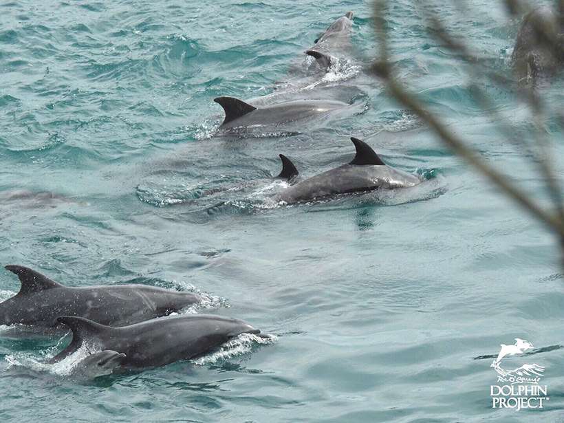 Ganz unten links, ein kleines verängstigtes Delfinbaby schwimm bei seiner Mutter während sie im Innennetz vor derm Strand mit Bootsmotoren terrorisiert werden