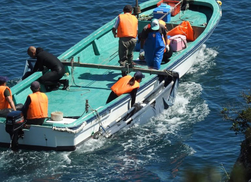 Zwei weitere gestohlene Delfinkinder während des Abtransports in die Sklaverei